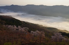 サクラと雲海