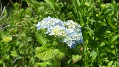 アジサイ開花