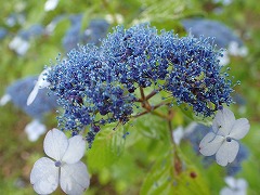 小さな真花