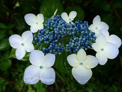 うすむらさきのガクアジサイ