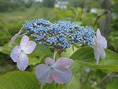 ガクがピンクで真花がミズイロのガクアジサイ