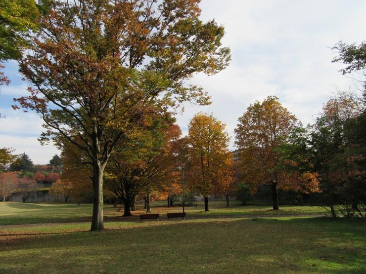 和光樹林公園1