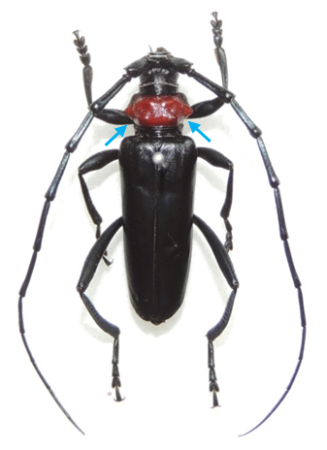 クビアカツヤカミキリ(オス成虫)の写真