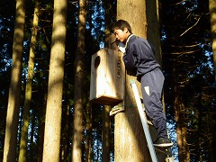 大型巣箱をのぞいてみる様子