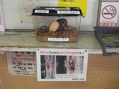 皆野駅で展示中のミヤマクワガタ