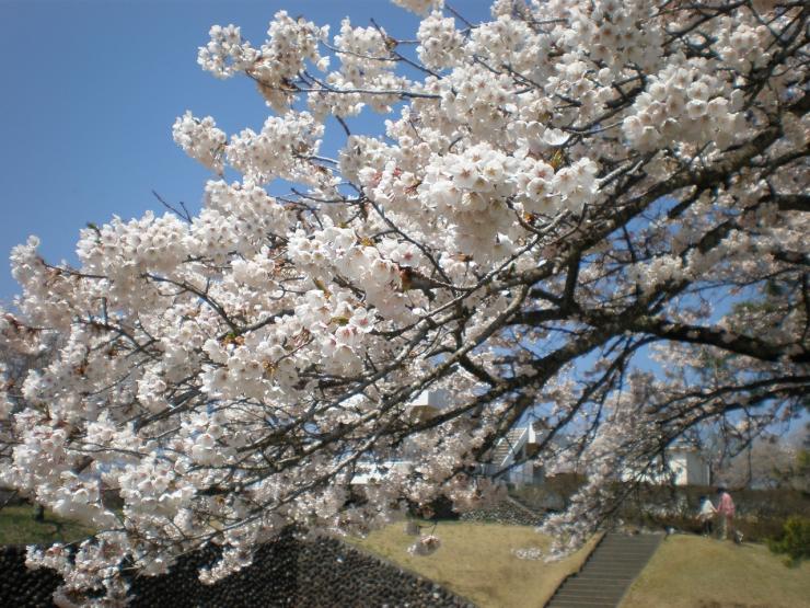 満開のソメイヨシノの枝。花はかなり白い。