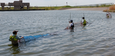 魚影豊かな川づくり（彩湖でのワカサギ生息数調査）