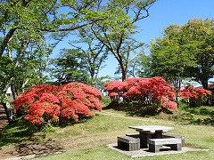 園内入口付近のツツジ