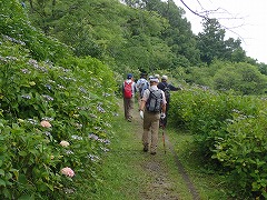 ハイキングの来園者がアジサイを楽しむ様子