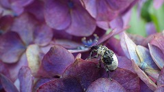 オジロアシナガゾウムシと思われる虫