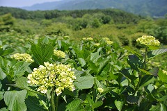 初夏の日差しとアジサイ