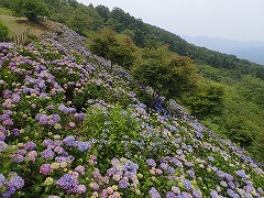 展望台付近の紫色のアジサイ見ごろ