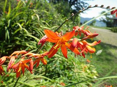 ヒメヒオウギズイセンと思われる花