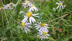紫色の花