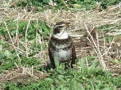 ツグミと思われる鳥