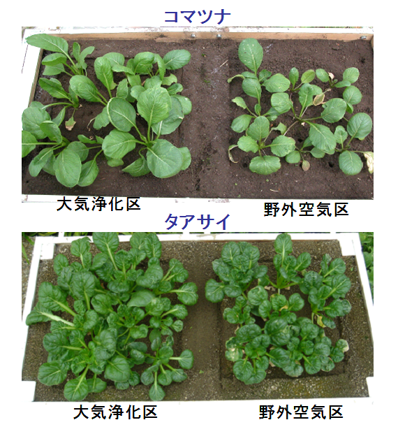 実験で確認された植物の成長差