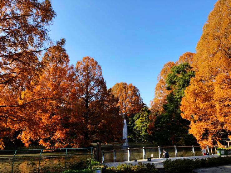 30年12月1日の紅葉状況8