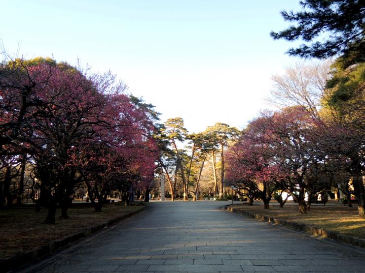 2019年2月1日の紅梅1