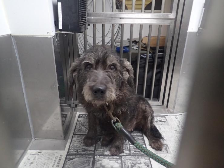 250611収容犬3-1