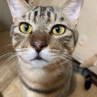 neko1
