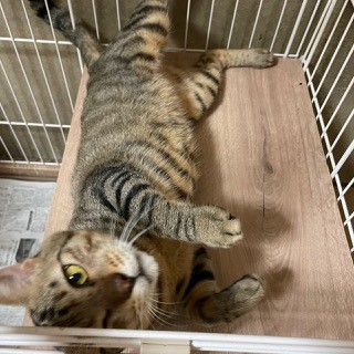 neko2