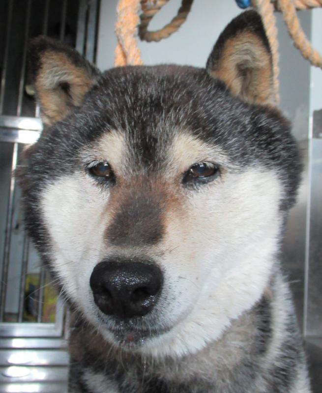 収容犬写真1