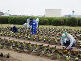 障害者就労施設による花植え作業