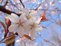 青空に映えるヤマザクラの花と紅い葉