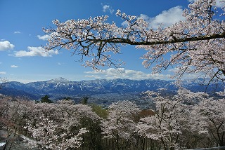 道路沿いのソメイヨシノと青空と山