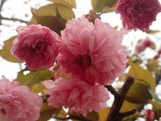 キクザクラの菊咲き