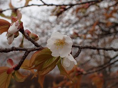 オオシマザクラ開花