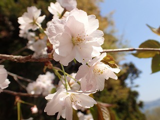 ギオウジギジョザクラ淡い色の花