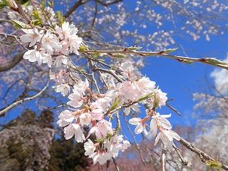 シダレザクラの花のアップ