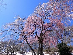 シダレザクラの遠景