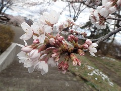 ソメイヨシノのつぼみと花