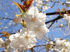 タイハクの大きくてたおやかな白い花