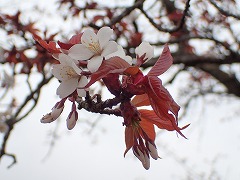 ヤマザクラ開花