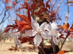 ヤマザクラの紅い葉と花