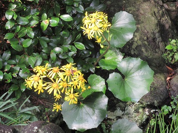 日陰に咲く花