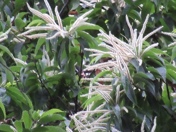 クリの花その二拡大