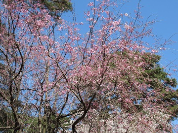 自由広場に咲くシダレザクラ