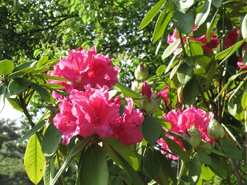 セイヨウシャクナゲの大きな花