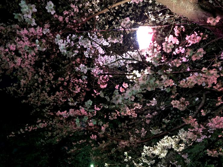 平成31年3月27日の夜桜2