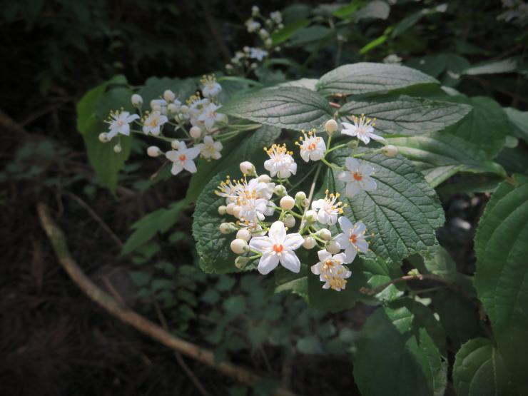 峠の歴史をしのぶみちの花