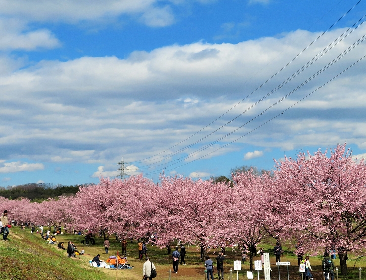 坂戸市北浅羽の寒桜1