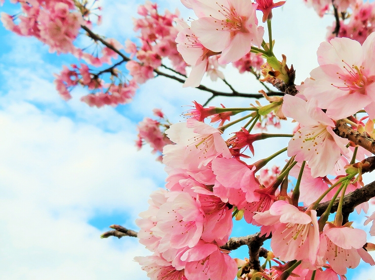 坂戸市北浅羽の寒桜4