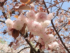 花の森の華やかなサクラたち