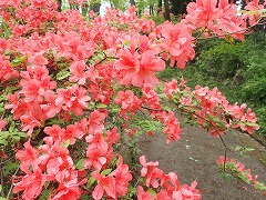 ヤマツツジの紅い花満開