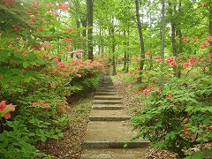 遊歩道沿いのツツジ