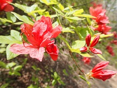 開花した鮮やかな紅い花